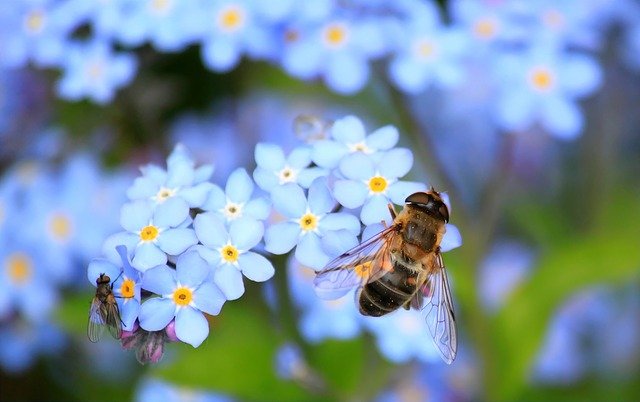 Bees facing a barrage of chemical and environmental burdens